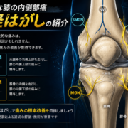 慢性的な膝の内側の痛みに関与する内側上膝神経と内側下膝神経のはがし方について紹介